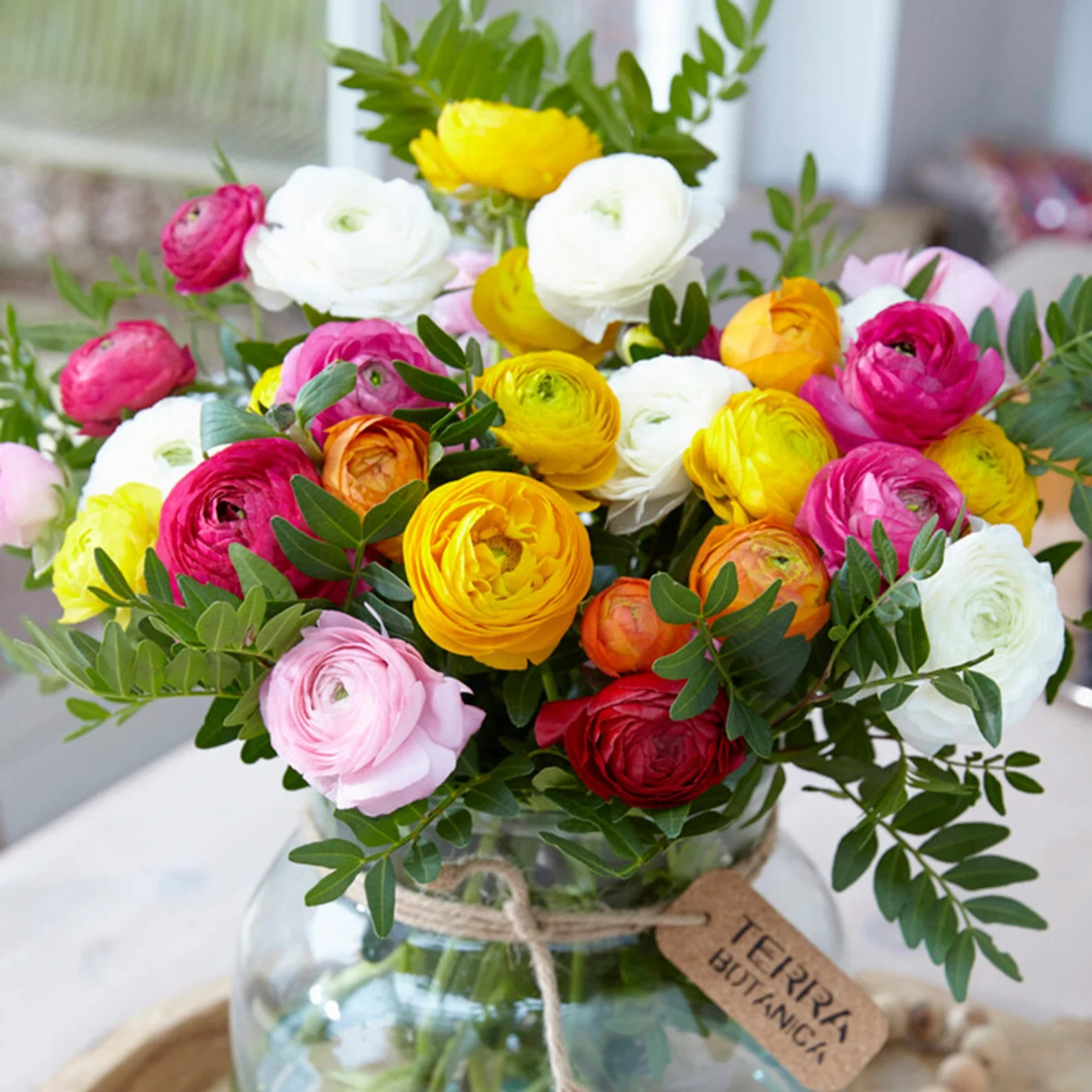 Ranunculus Flower Bulbs 25 Mix Colors Corms Peony Rose Buttercup Spring Flowers