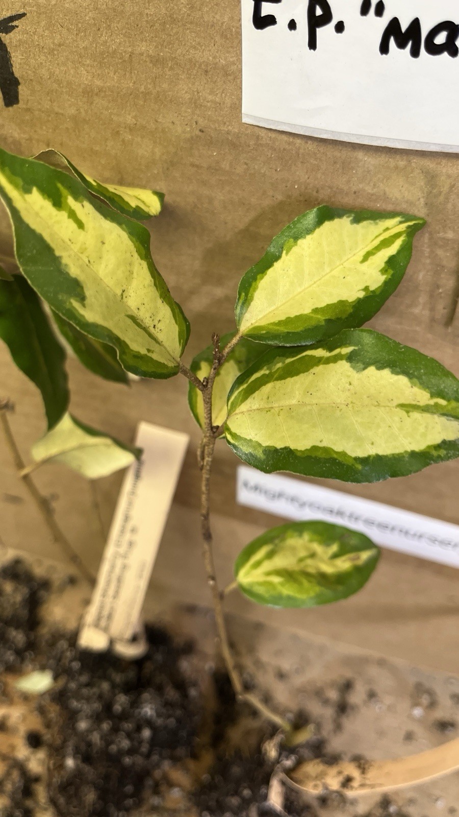 Variegated Silver berry E.P. “Maculata” 1 year old plant