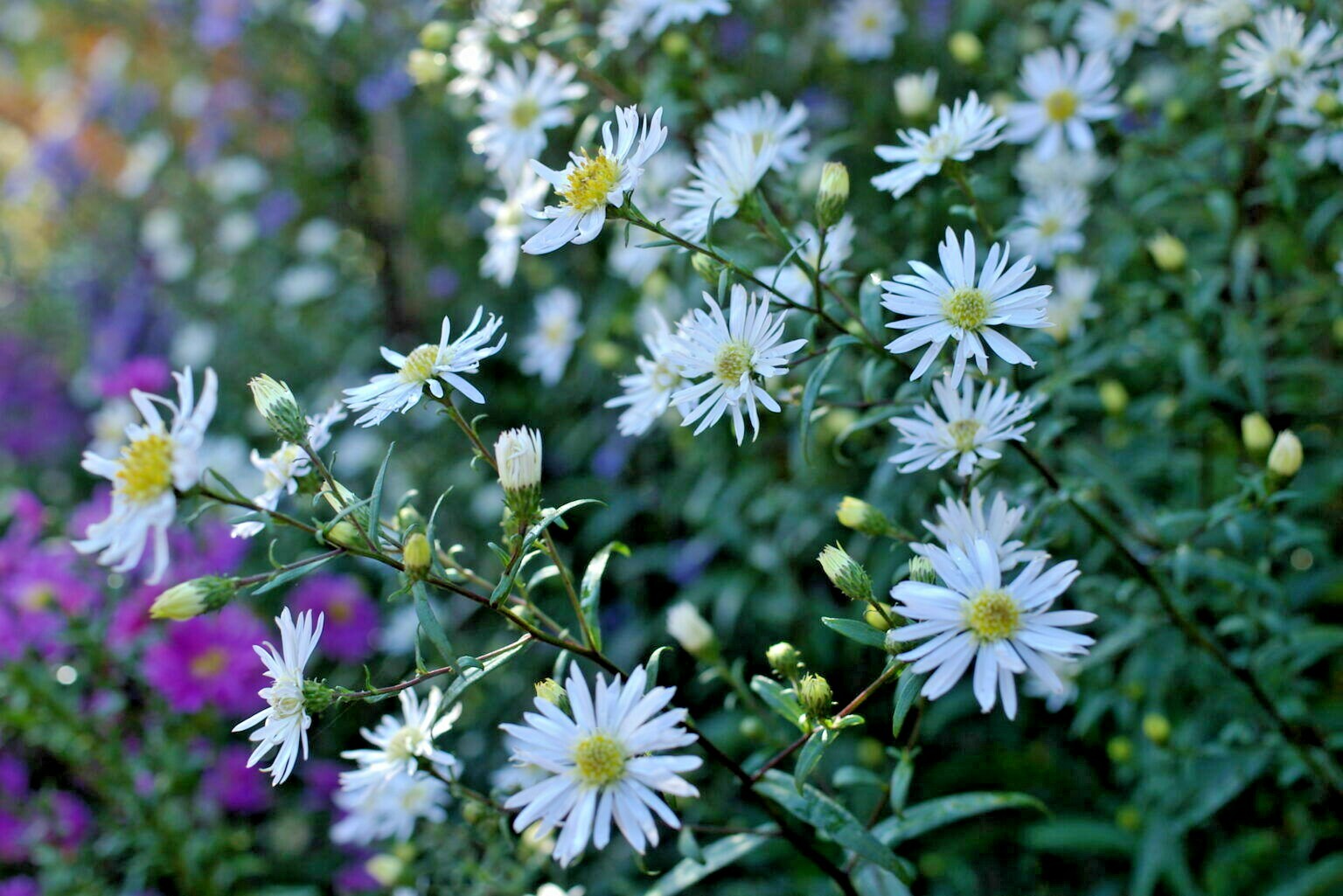 101+PRAIRIE ASTER Seeds Perennial Native Wildflower Summer Fall Garden Container