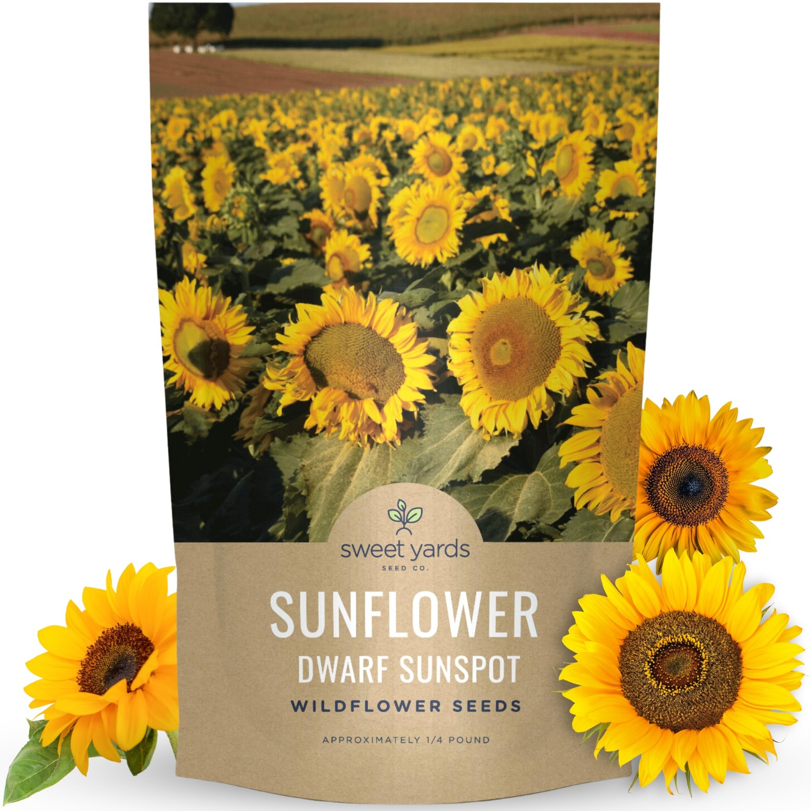 Bulk Dwarf Sunspot Sunflower Seeds 2,000 Flower Seeds for Planting