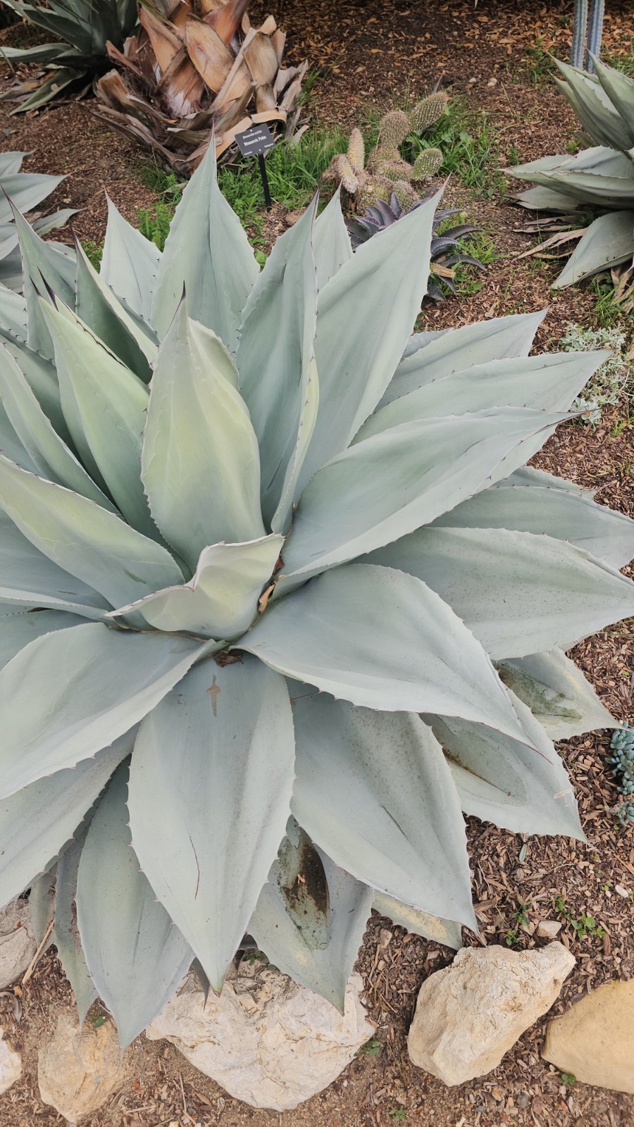 100 Agave Ovatifolia cv. ‘Vanzie’ Seeds (Whales tongue agave) [Cold Hardy 10F]