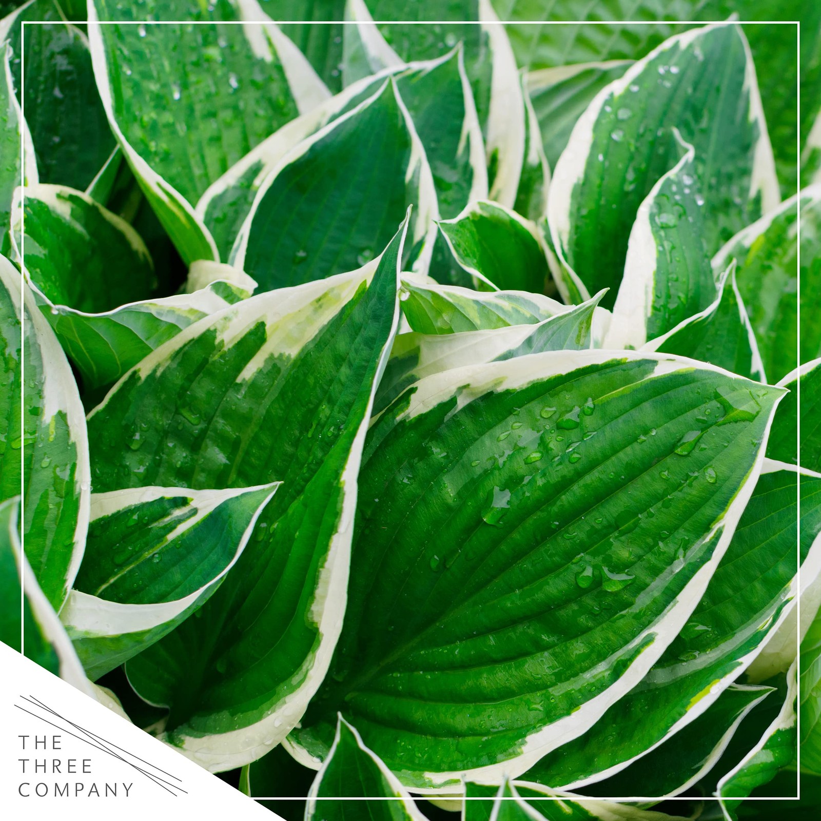 Live Perennial Hosta Assorted Varieties 3 Plants Per Pack Beautiful Accent P…