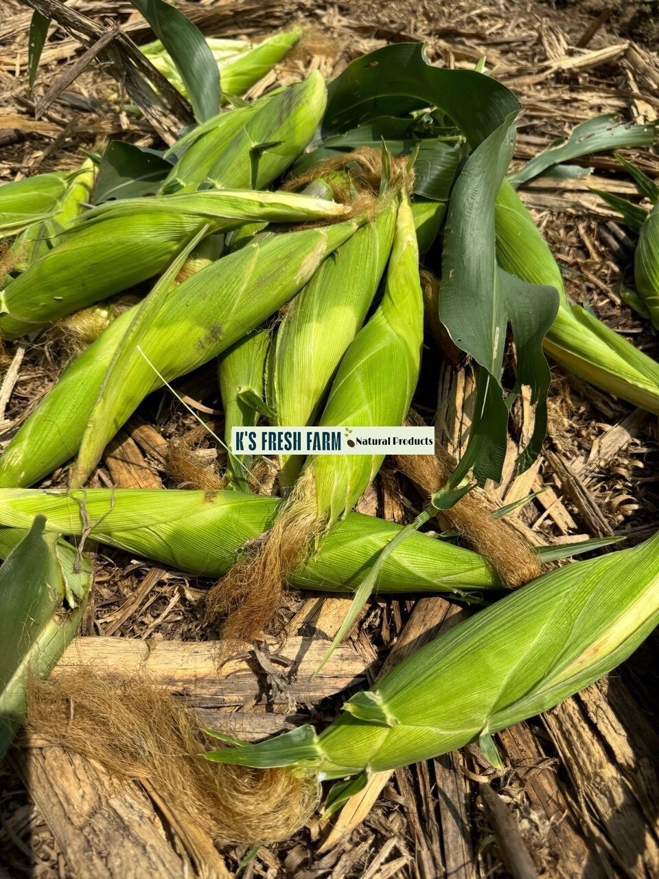 WHITE WAXY CORN SEEDS – HẠT BẮP NẾP TRẮNG (40+ PCS)