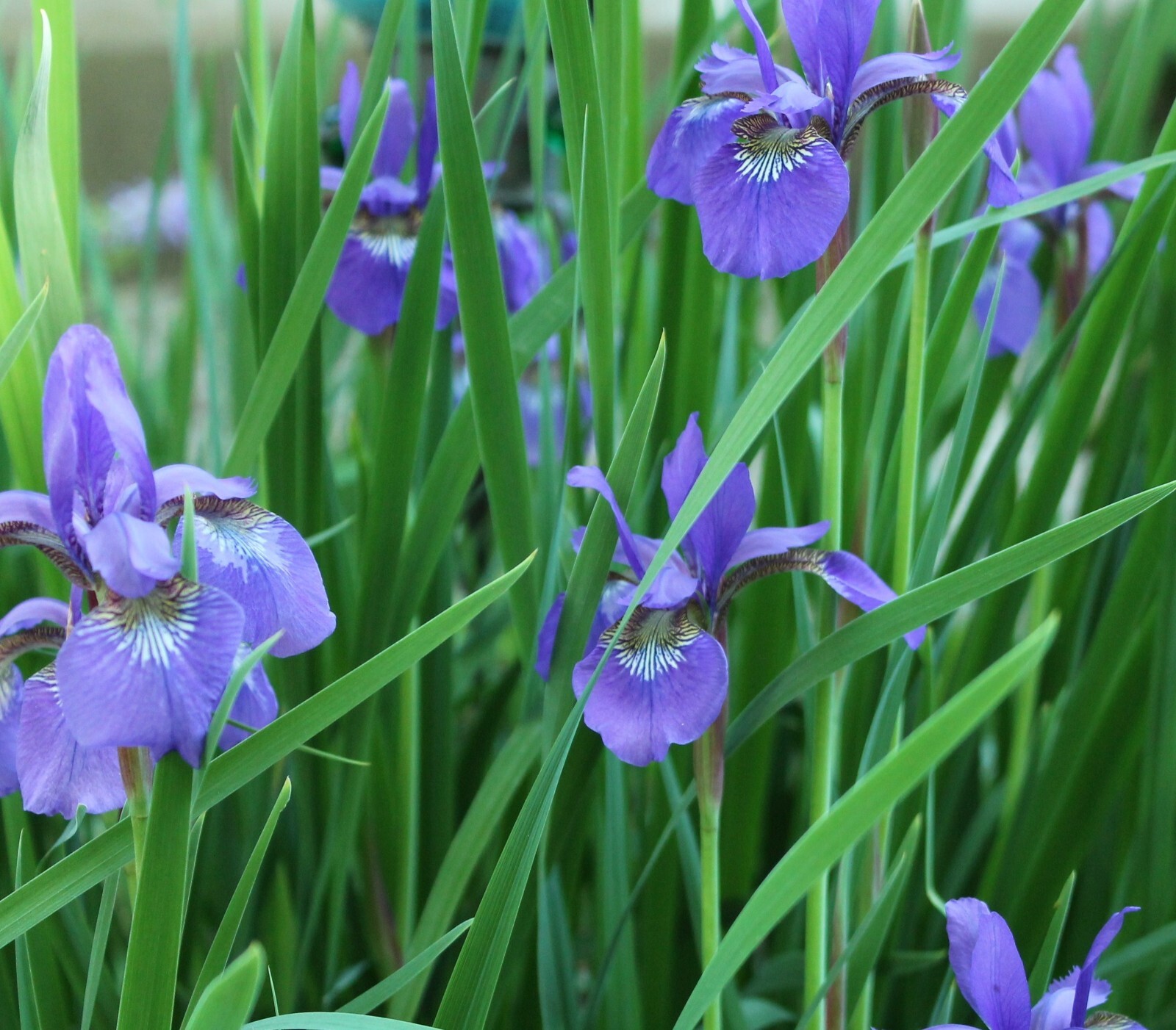 30 Siberian Iris Seeds Sibirica Perennial Purple Flowers