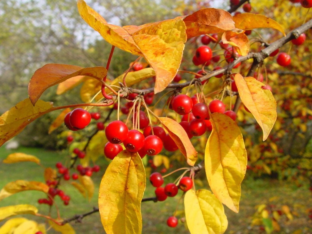 Siberian Crab Apple Tree | Premium Seeds | Malus baccata ‘Spring’ | Plants’®