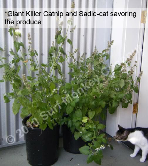 Killer Catnip Seeds! With FREE Instruction Card! Potent Pacific NW Giant Plant!