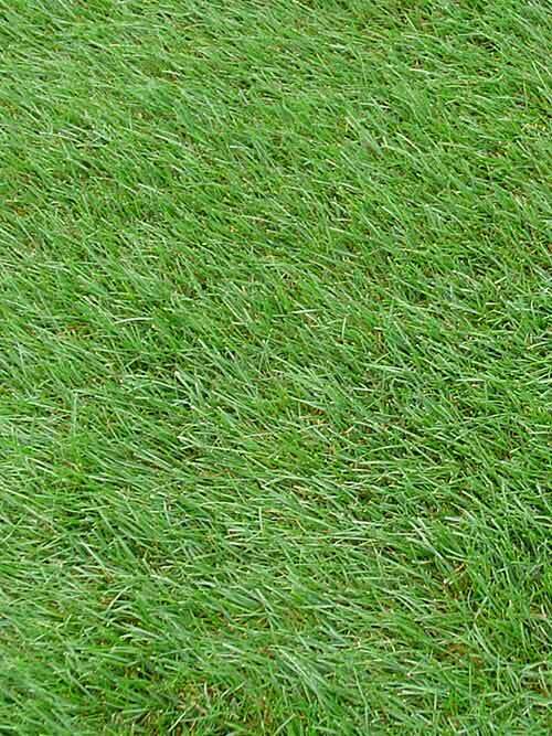 Kentucky Blue Grass Seed, (5 Lb. Pack), KenBlue, Lawn and Turfgrass Seed