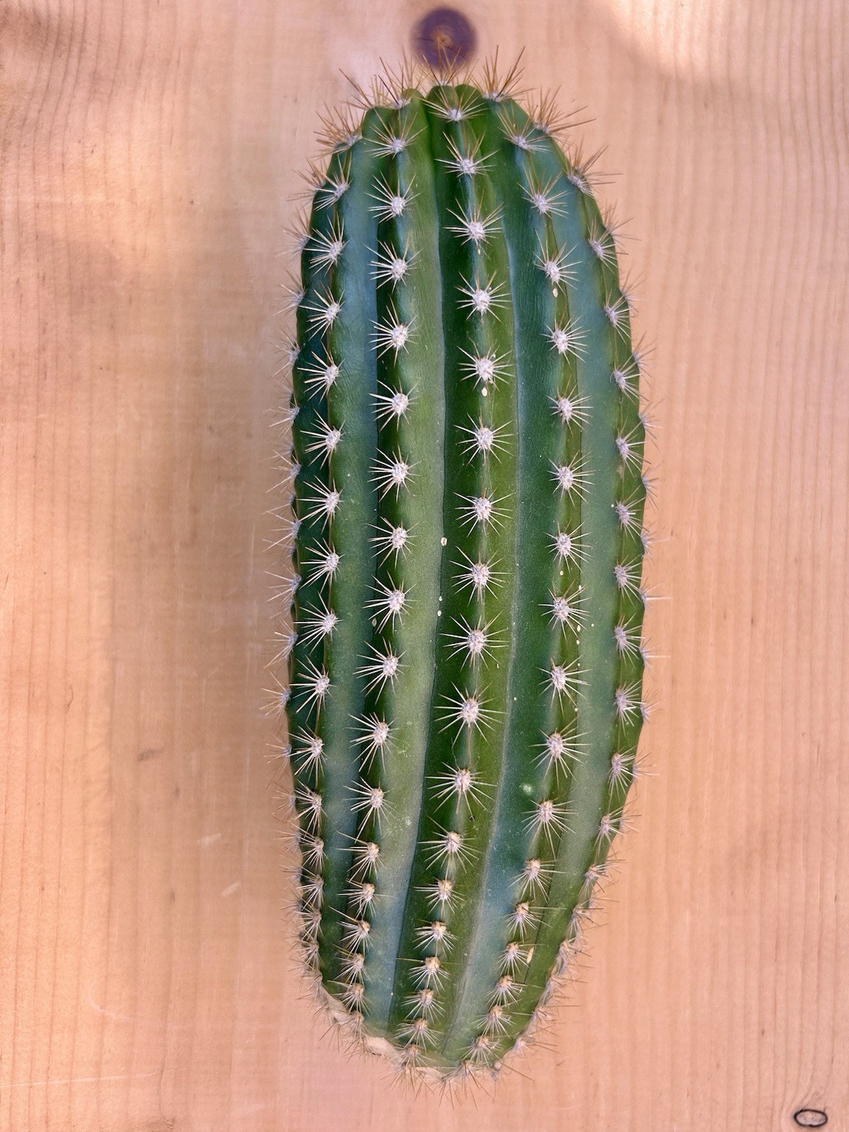 Echinopsis Hybrid ‘Flying Saucer’ Cactus Cutting 9” Fully Cured, Plant #1