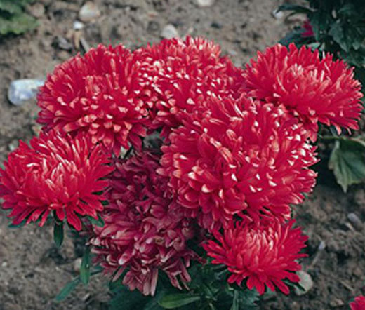 ASTER MILADY SCARLET RED DWARF Callistephus Chinensis – 200 Bulk Seeds