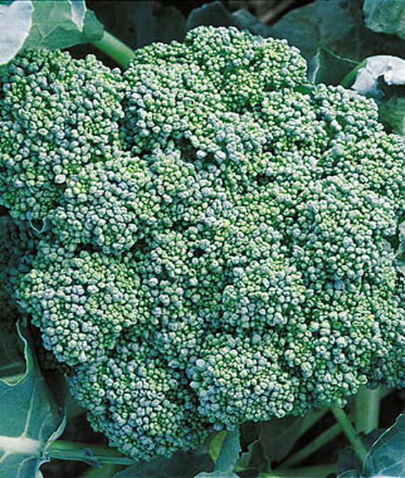 BROCCOLI Green Sprouting CALABRESE ORGANIC HEIRLOOM Pure Seed 500 Seeds