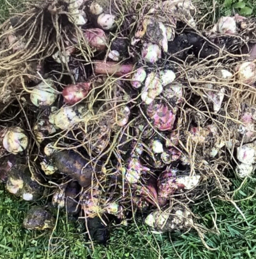 Canna Bulbs Pink Flowers Tall Plants Lot Of (3) Bronze Leaf Lily Rhizomes 2023