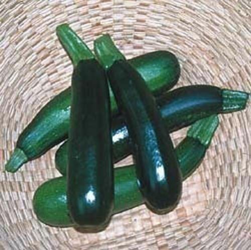 Squash Summer Zucchini Black Beauty Great Heirloom By Seed Kingdom 100 Seeds