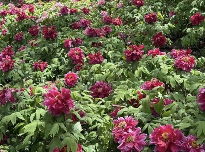 10 Deep red Large peony seeds, emitting a pleasant fragrance. Free shipping