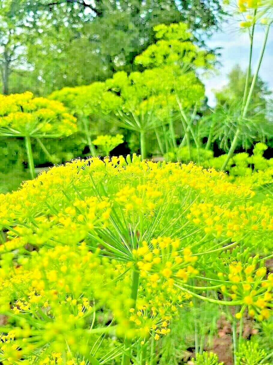 350 SEEDS DILL SPRING DROUGHT TOLERANT HERB VEGETABLE GARDEN NON-GMO HEIRLOOM US