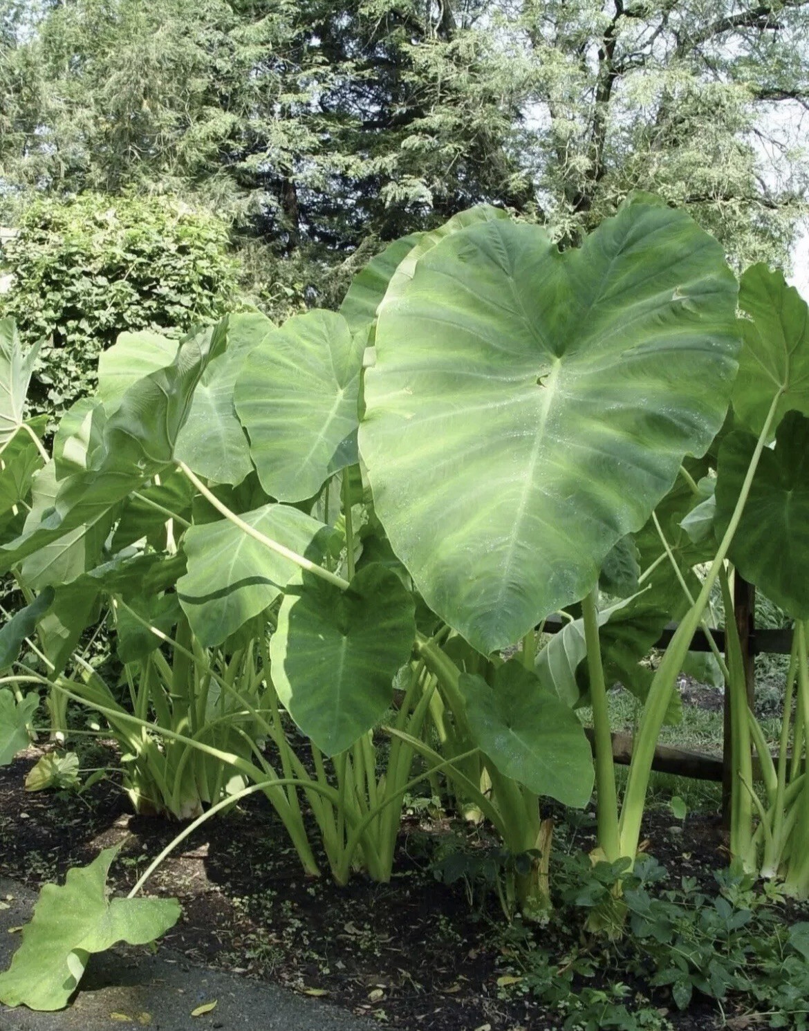 25 LIVE Colocasia Esculenta Elephant Ear Taro Gabi Kalo Eddo Bulbs READY to GROW