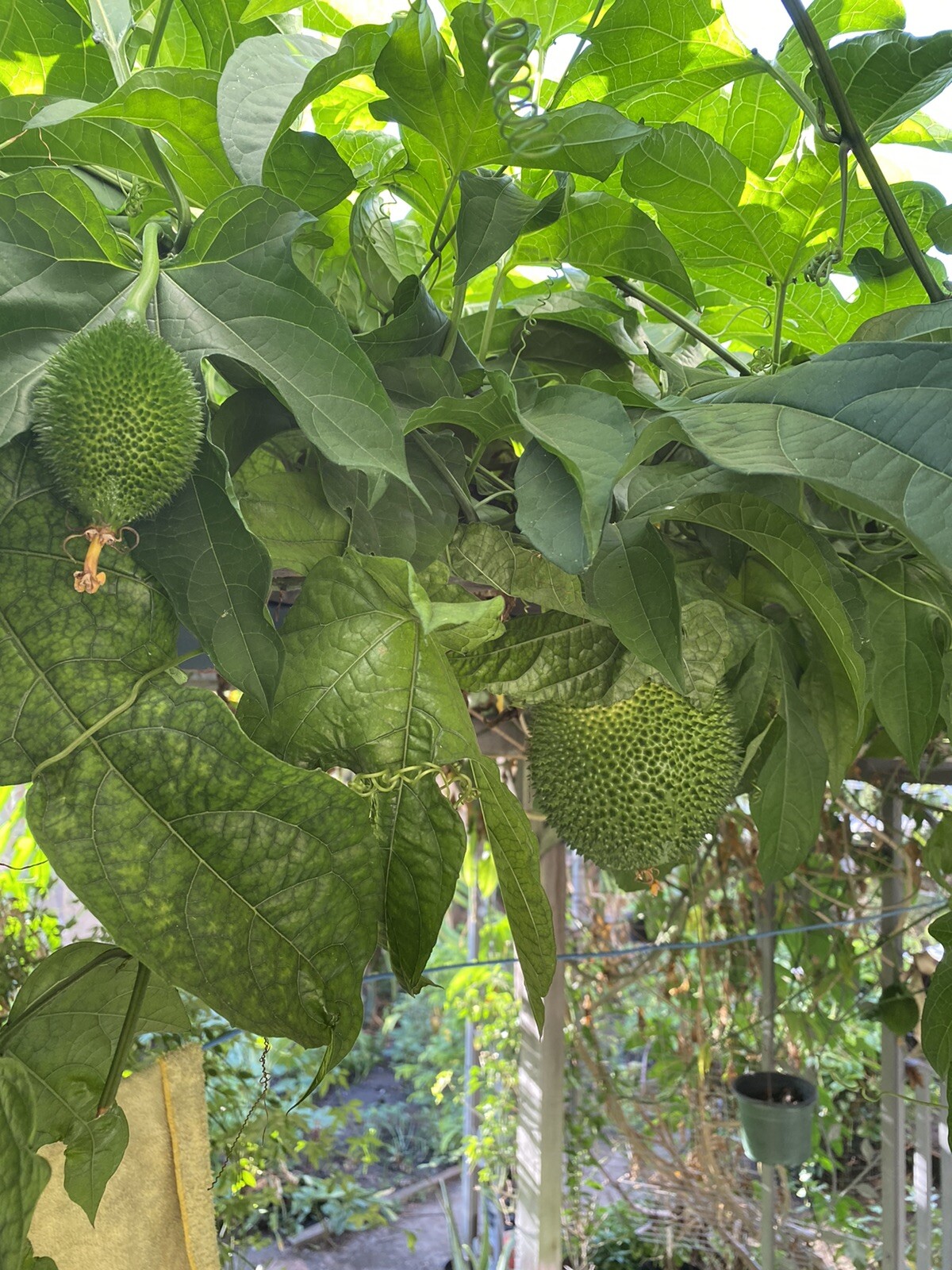 GAC FRUIT Melon Vine Momordica Cochinchinensis Seeds ( Hột Trái Gấc )