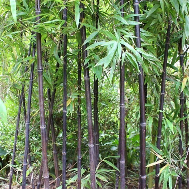 52+Black Bamboo seeds Decoration Cold Resistance