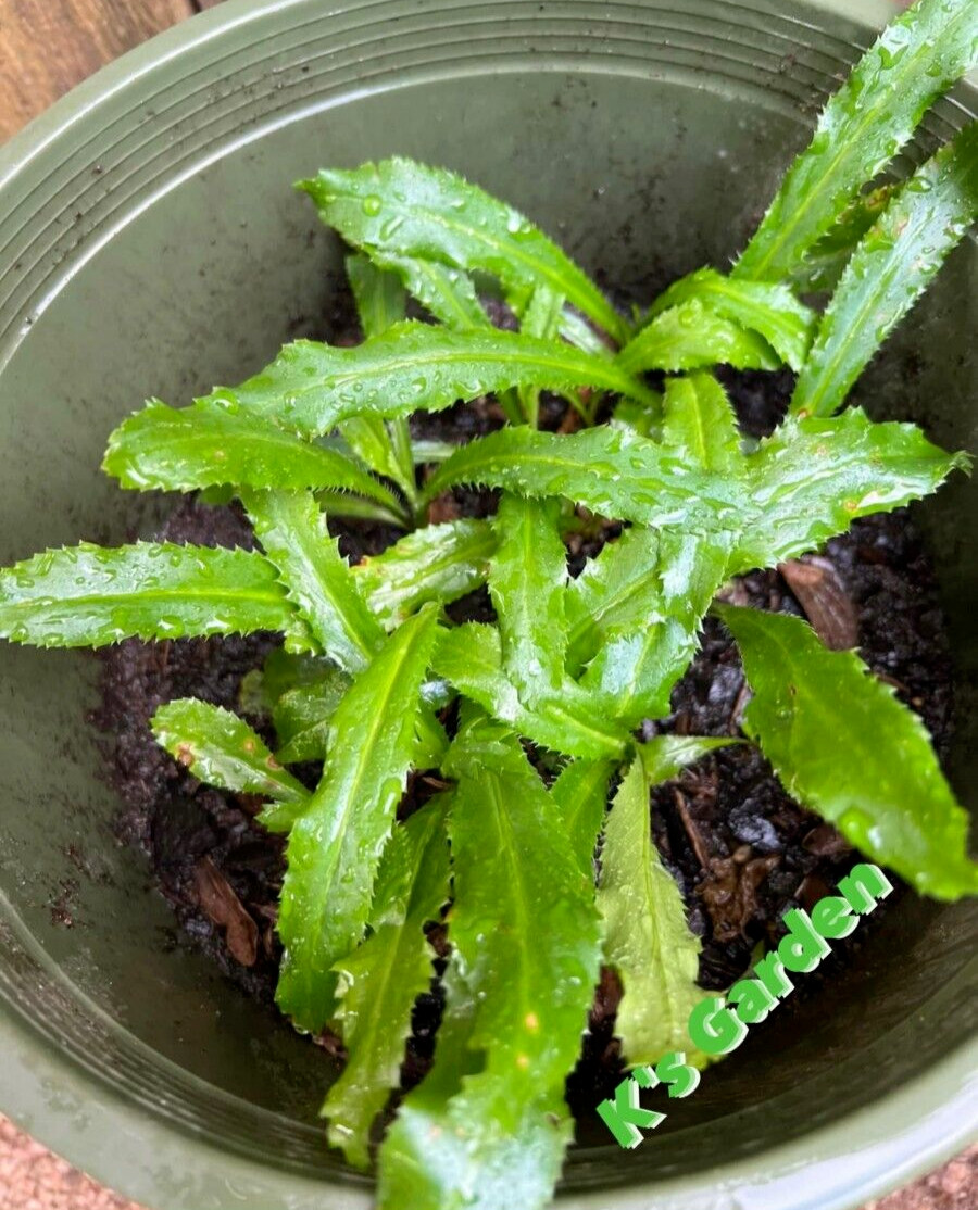 500+ CULANTRO SEEDS-NGÒ GAI-MEXICAN CORIANDER-庫蘭特羅-PUERTO RICAN-THAI PARSLEY