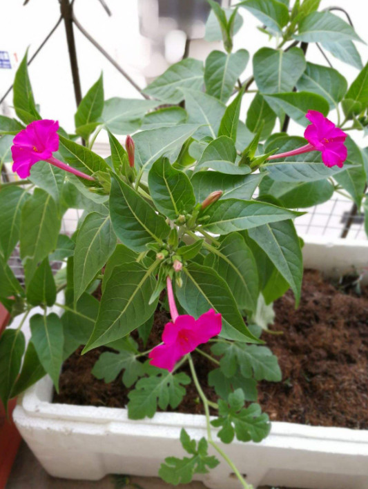 Jasmine Flower Seeds 100pcs – Suitable for Home Garden and Outdoor Planting