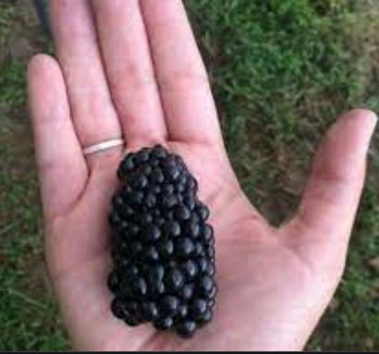 RARE GIANT BLACKBERRY Fruit plant Tree 20 SEEDS- Combined Shipping ( USA seller)