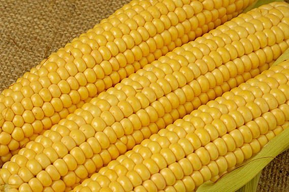 Sweet Corn Seed: Incredible Sweet Corn Seed Fresh Seed FREE Shipping