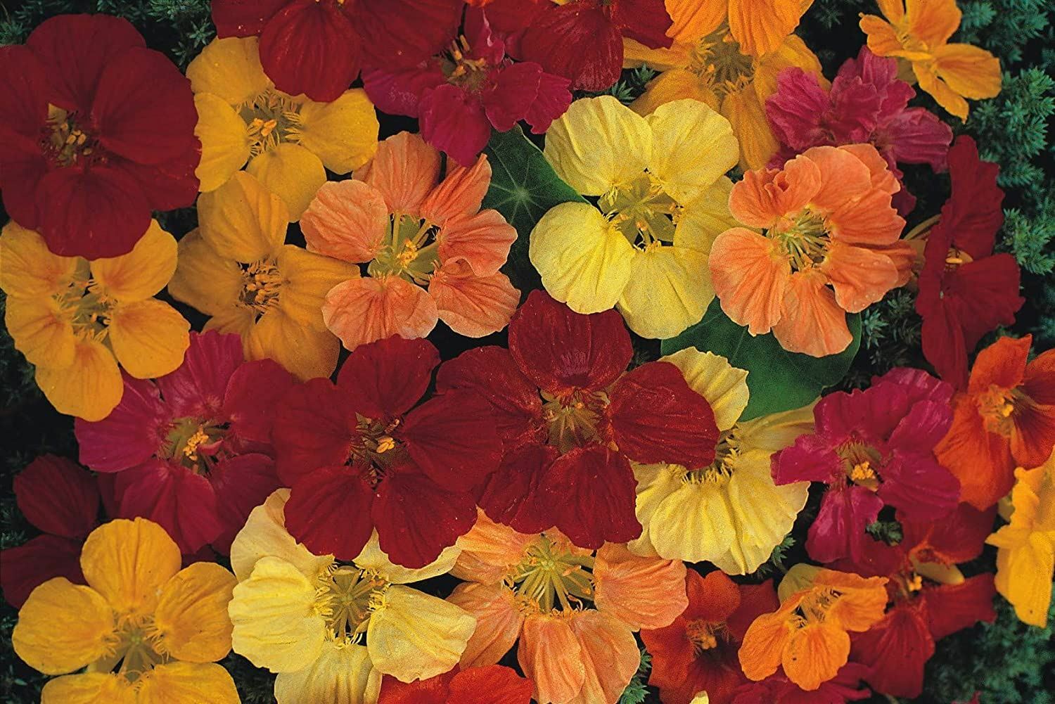 Nasturtium Double Gleam Flower Seeds, “COOL BEANS N SPROUTS” Brand