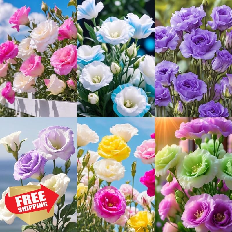 Lisianthus Seeds 1050+ Mixed Perennial Flower Plants Eustoma Grandiflorum