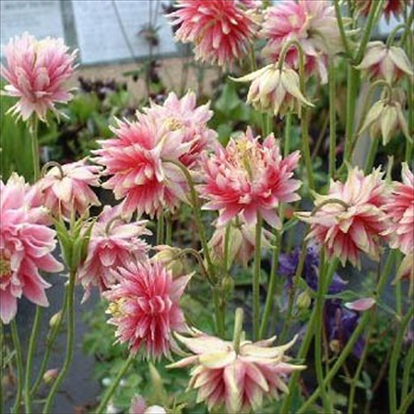 Columbine Nora Barlow – 100 Seeds – Double Pink Blooms!! Aquilegia Vulgaris