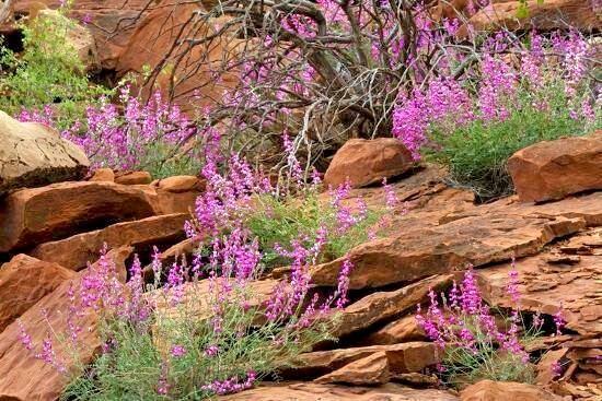 51+UTAH Northern SWEETVETCH Seeds Native Wildflower Drought Heat Cold Poor Soils
