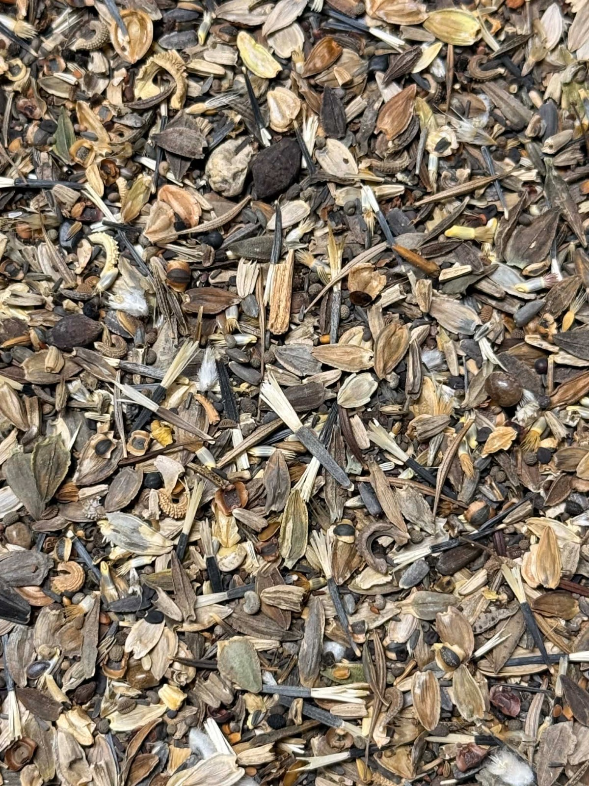 Landscaper’s Pack EVERYTHING Wildflower Mix: Heirloom Non-GMO 5000+ Seeds!