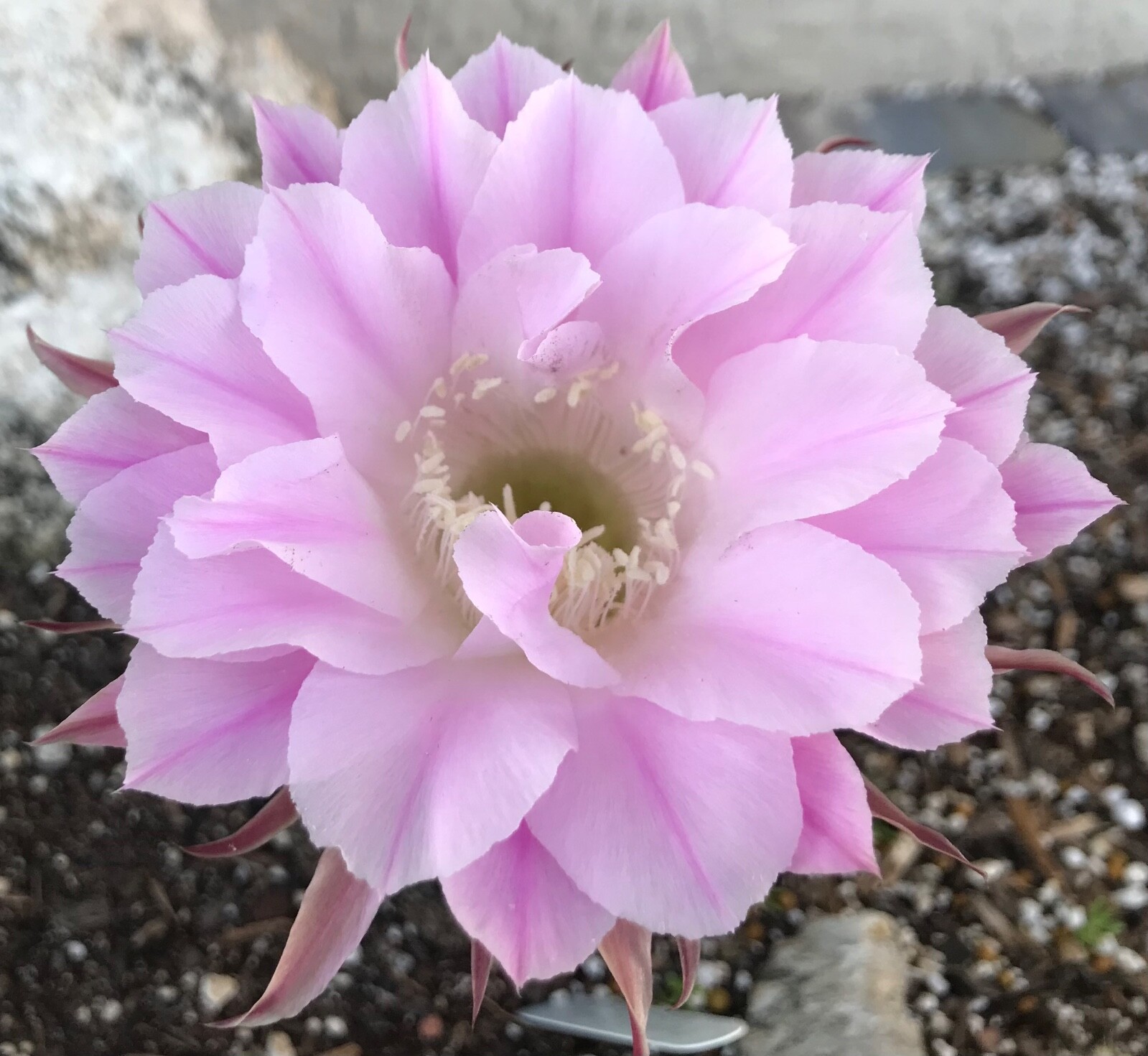 Echinopsis hybrid, ‘Rainbow Burst’ Lavender flower. Cactus Succulent