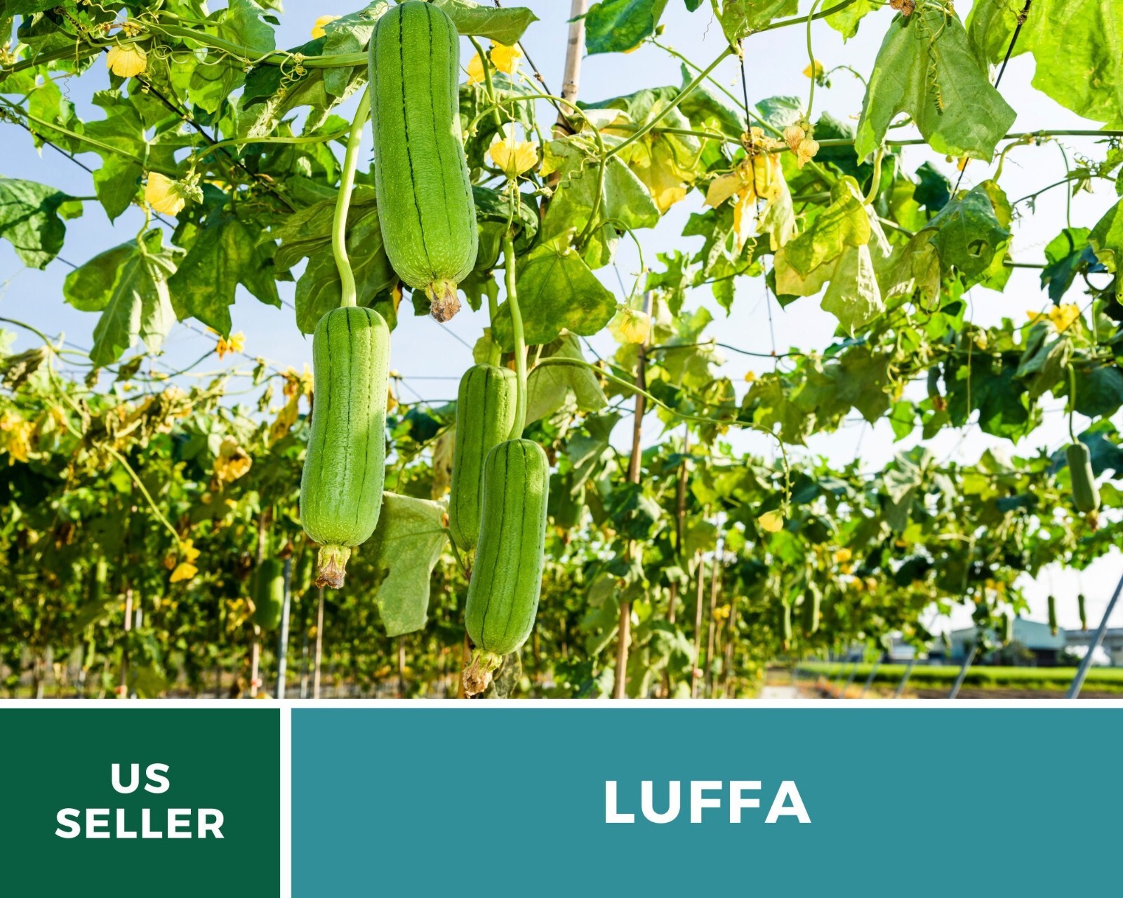 Gourd, Luffa – Heirloom Seeds – Grow Your Luffa Sponge (luffa cylindrica)