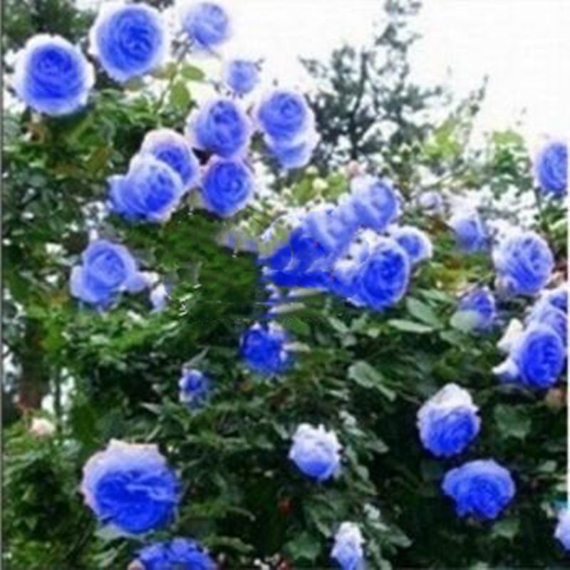 25 CLIMBING ROSE SEEDS Garden Plant Flower rare exotic USA seller FREE shipping