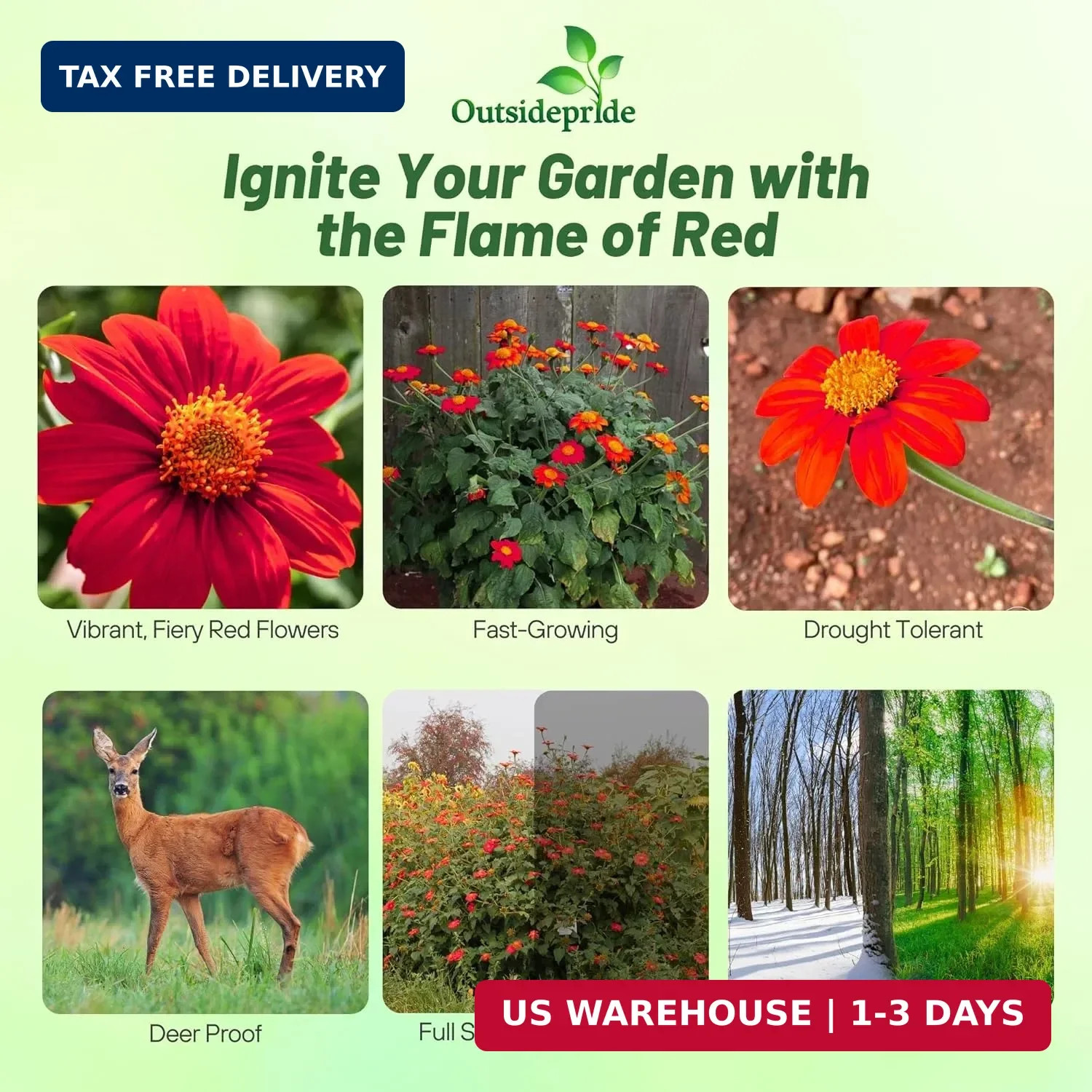 Outsidepride Red Torch Mexican Sunflower Seeds – 1000 Seeds Annual Tithonia, Fas