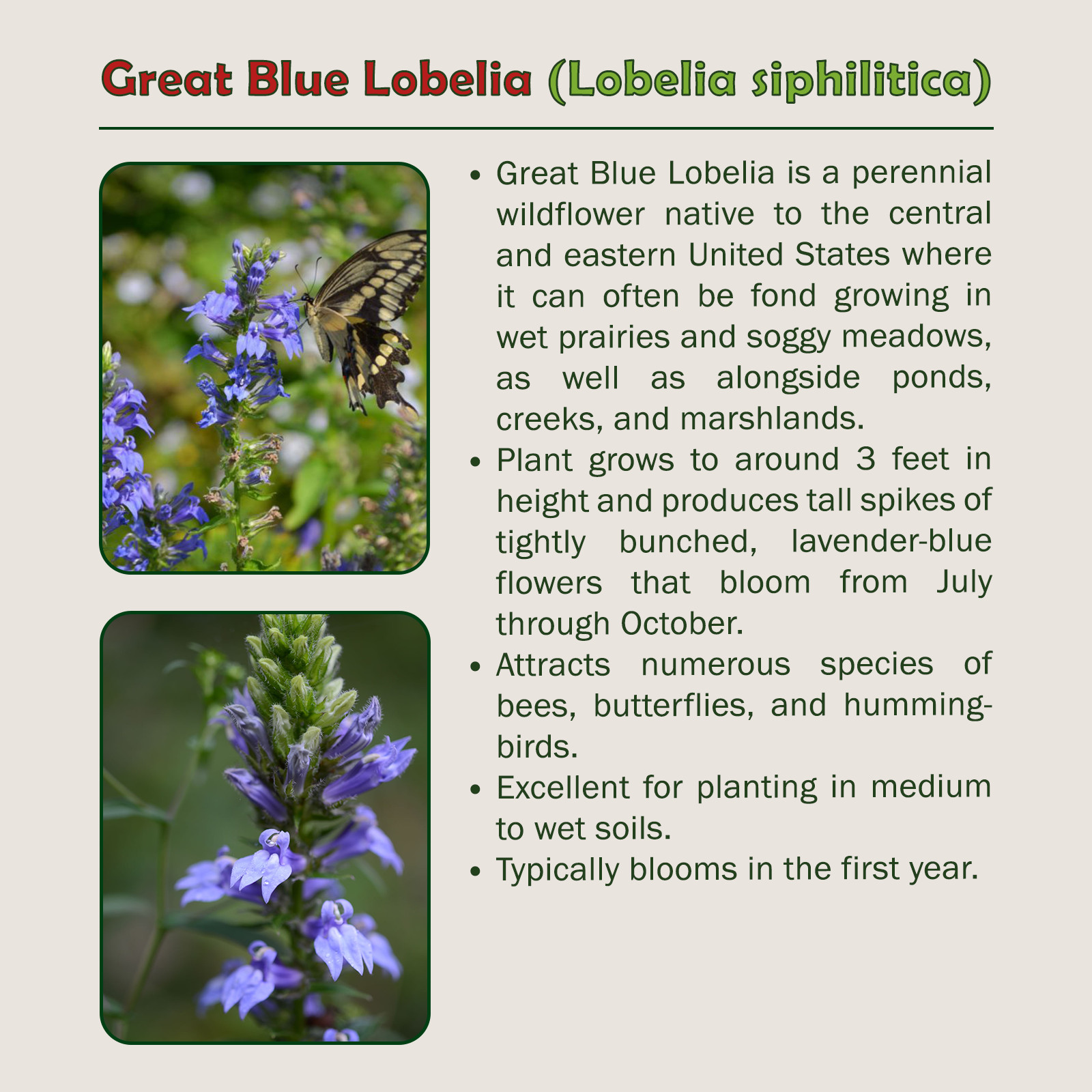 1000 Great Blue Lobelia Seeds, Lobelia siphilitica, Bee & Butterfly Attractor