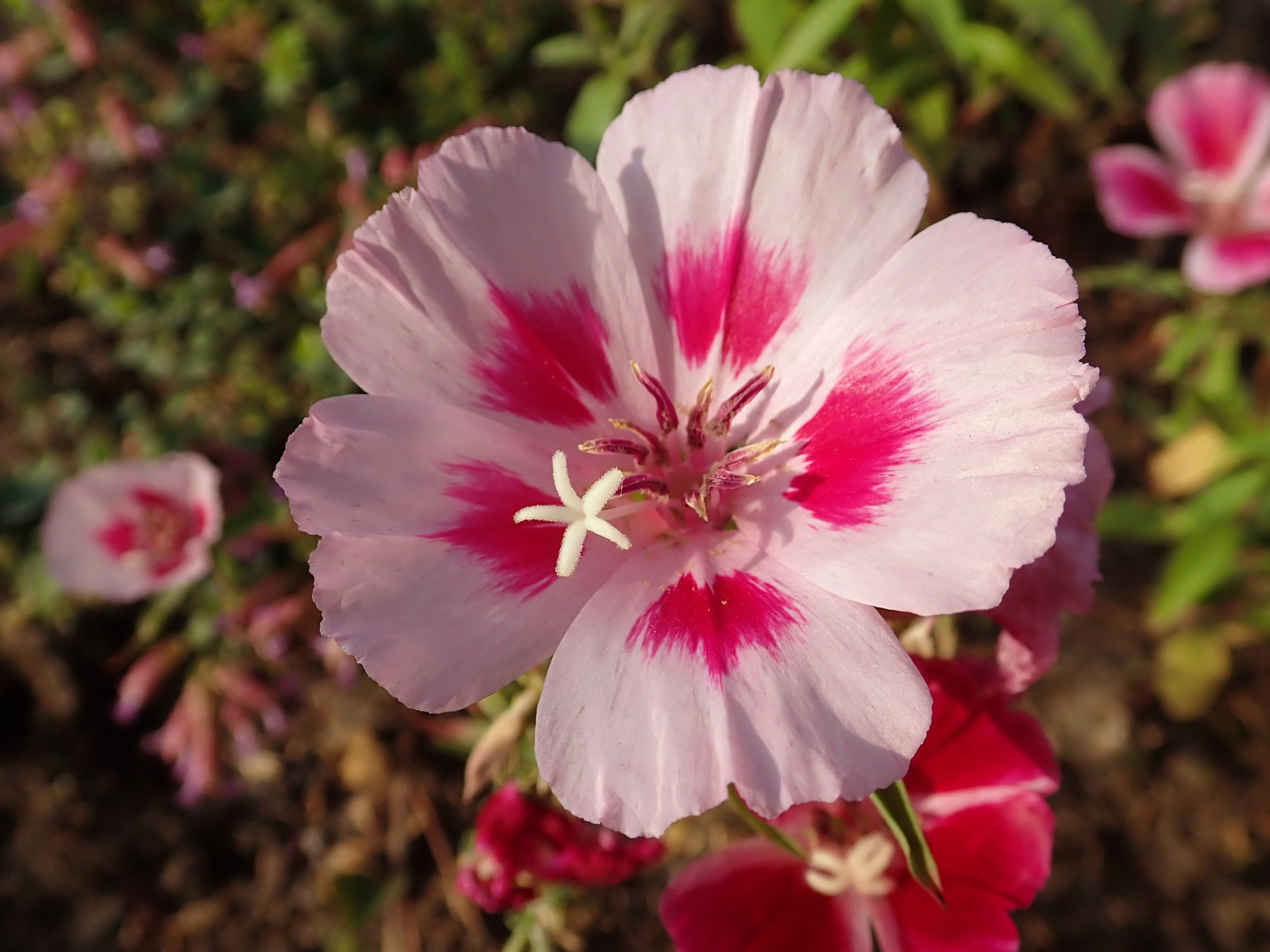 3,000 CLARKIA AMOENA Seeds (Grace Rose Pink Farewell to Spring) | Free shipping