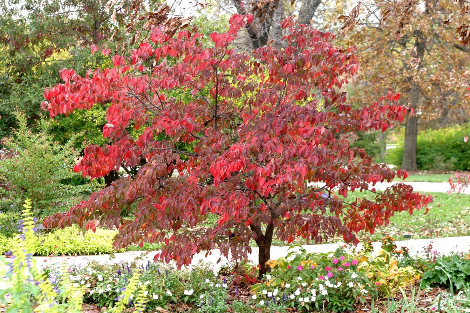 Red Flowering Dogwood, Cornus florida rubra, Tree Seeds (Showy Flowers, Hardy)