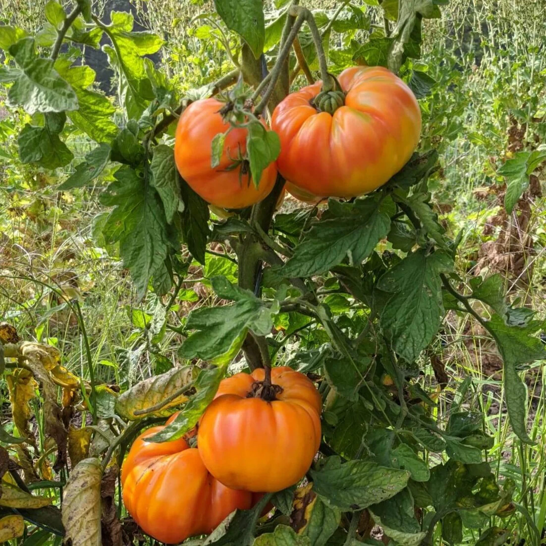 Old German Tomato Seeds, NON-GMO, Heirloom, Multicolor Beefsteak, FREE SHIPPING