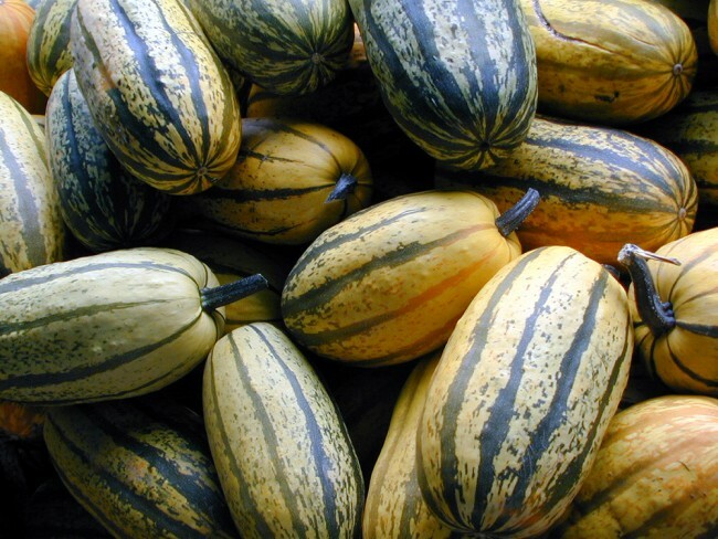 Delicata Squash Seeds 20 Ct Winter Vegetable Garden Sweet Potato Squash FREE S&H