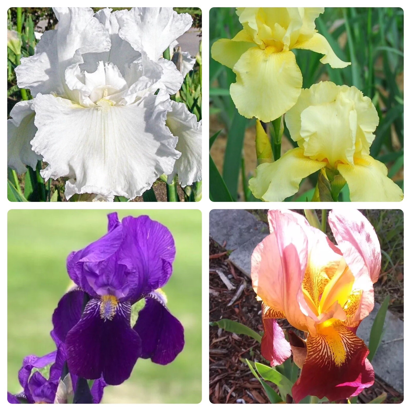 5 Mystery Tall Bearded Iris Perennial Multicolor Zone 4-9 Rhizome Bulb