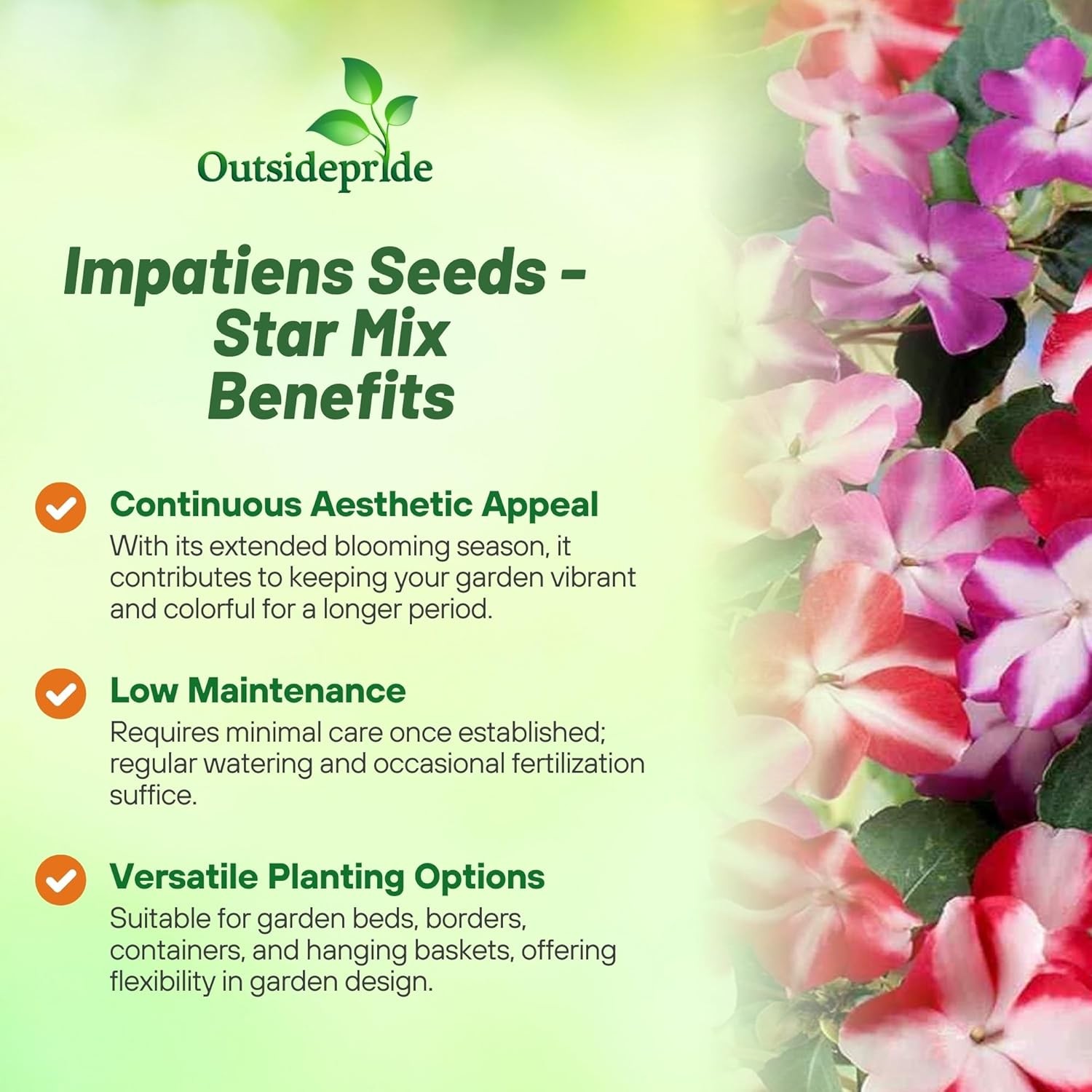 200 Seeds Impatiens Walleriana Accent Star Mix- Impatiens Seeds
