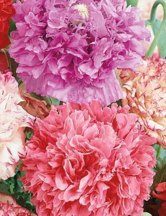 400+ Peony Poppy Double Mix Seeds **Fresh Seeds** ~~Free Shipping~~