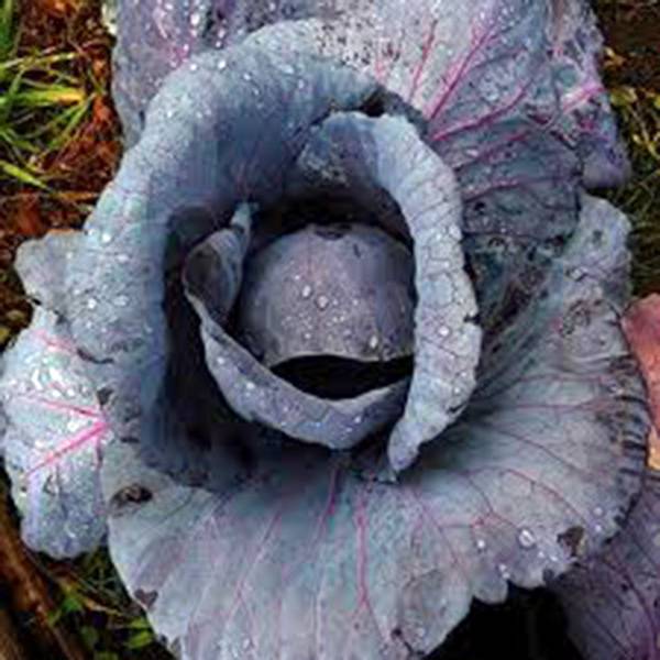 CABBAGE SEED, RED ACRE, HEIRLOOM, 25+, NON GMO, SEEDS, COLORFUL TASTY