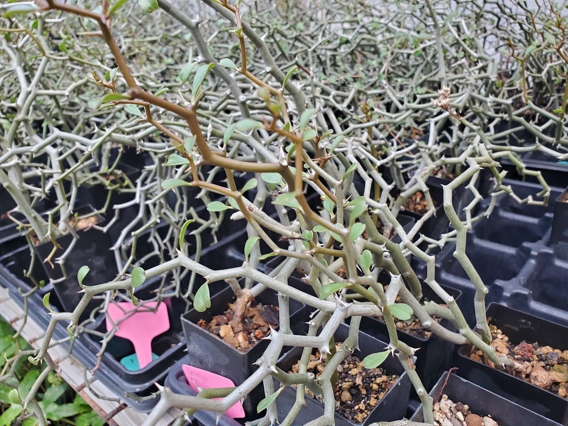 Decarya madagascariensis – Zig Zag Plant – Madagascar – Rooted Lot Dm1