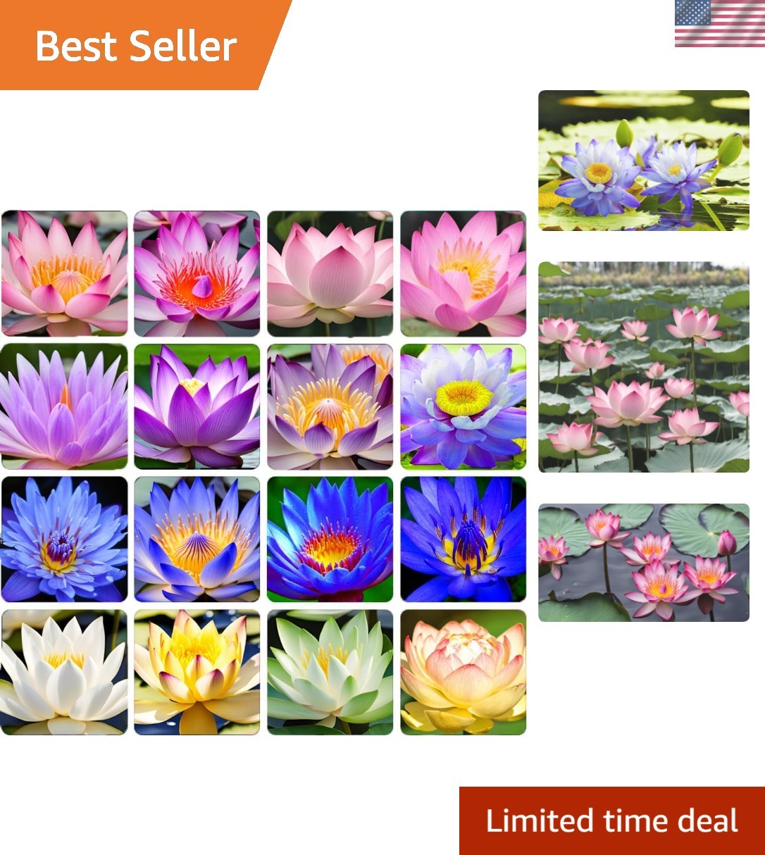 Prolific Growing 35 Pcs Lotus Seeds – Beautiful Pink Water Lilies for Containers