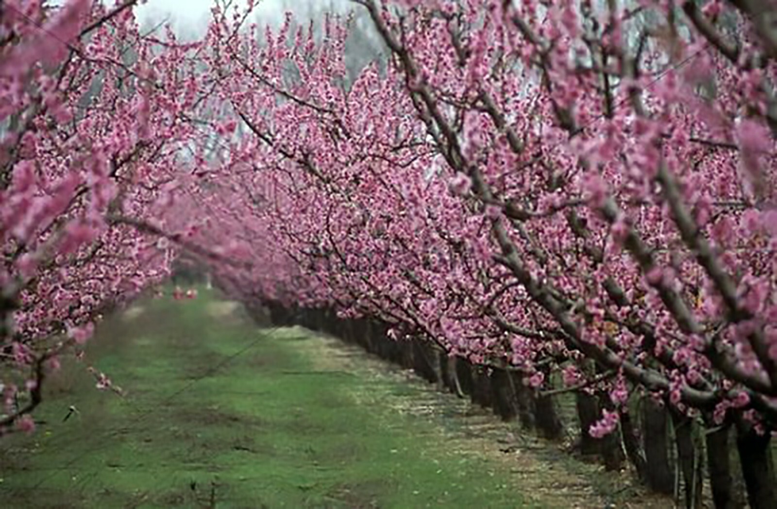 Nemaguard Peach, Prunus persica nemaguard, Seeds