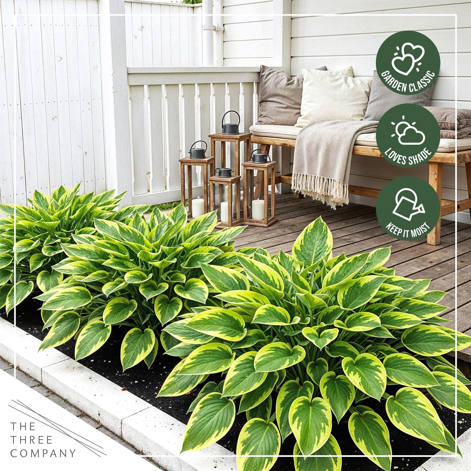 Hosta Plants Yellow Polka Dot Bikini, 3 Pack, 10″ Tall, 1 Qt Pot
