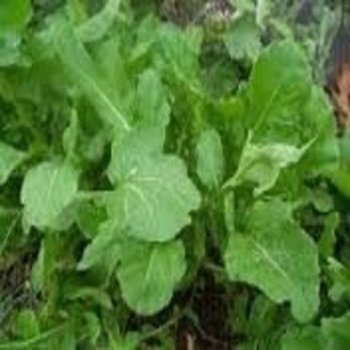 Arugula Italian Cress Rocket Great Heirloom Vegetable By Seed Kingdom 500 Seeds