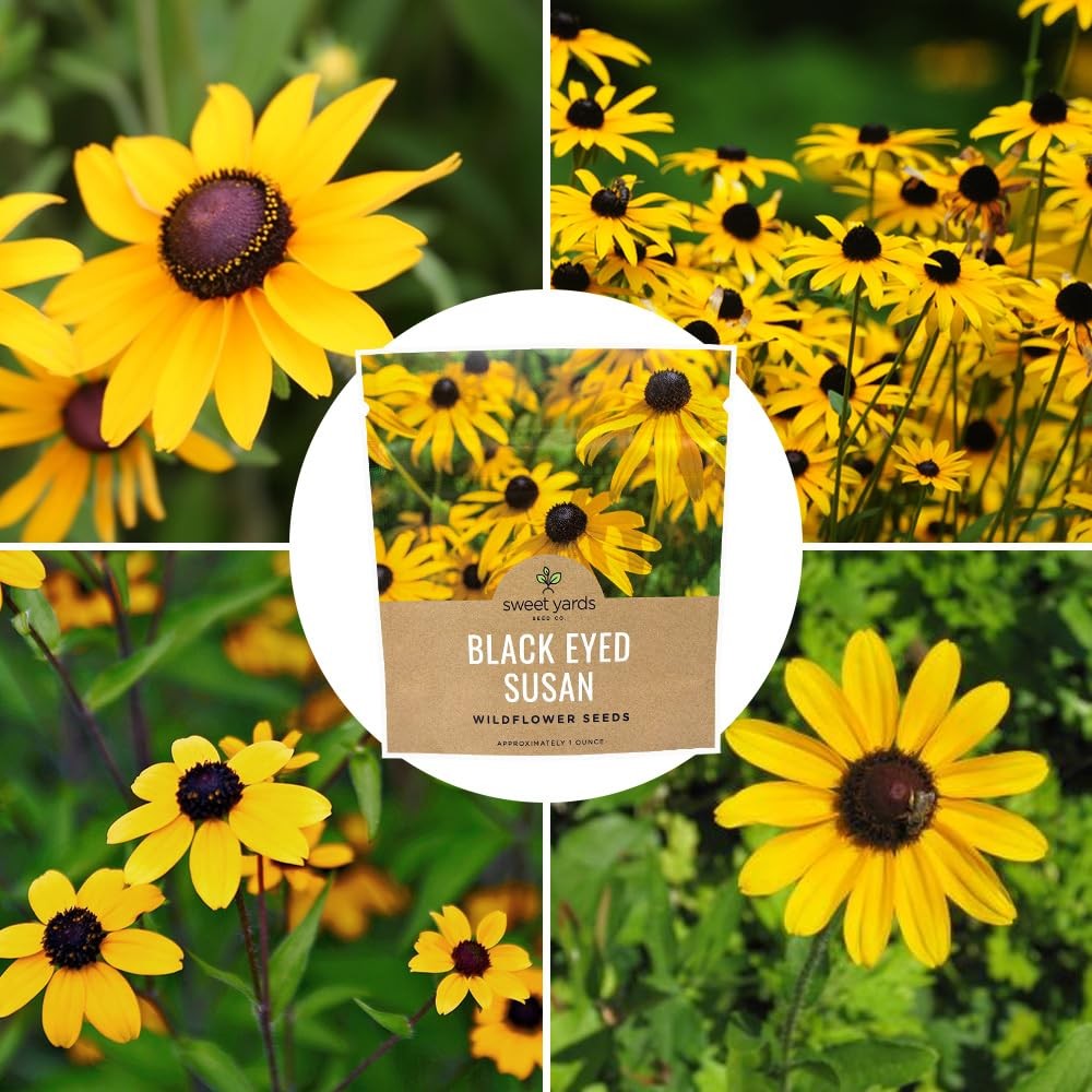 100000 PCS Black Eyed Susan Seeds Large Packet NonGMO Wildflower Hirta USA