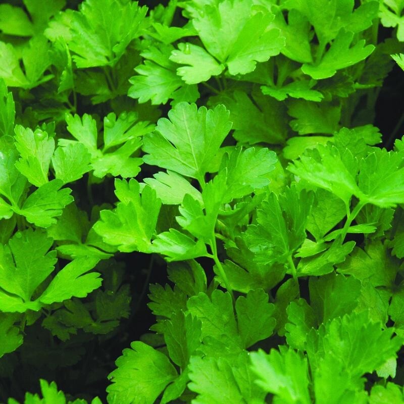 Italian Parsley Heirloom Seeds – Non GMO – 200 Seeds